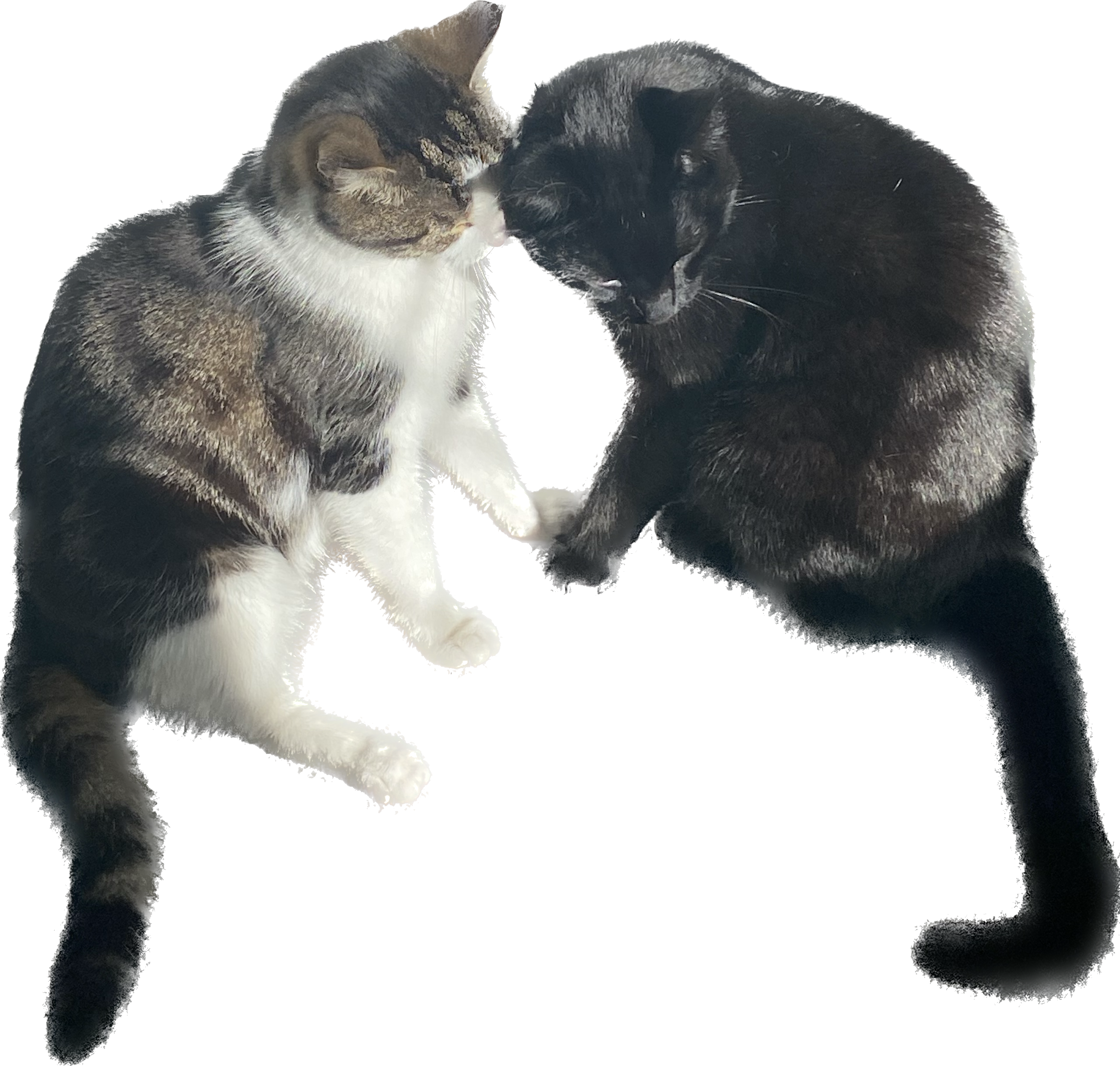 A picture of two cats, Elvis and Vlad, they're both sitting upright and their paws and faces are touching in a feline cuddle.